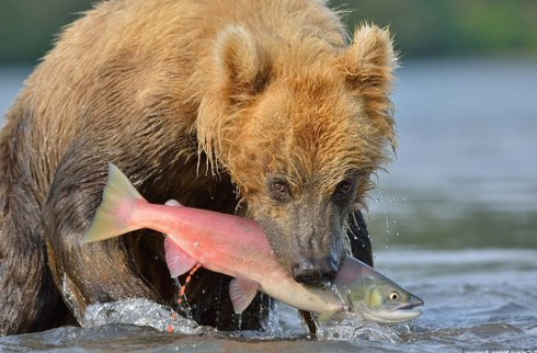 http://hunterrussia.ru/images/stories/bear2.png