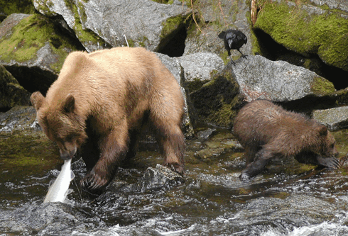 http://hunterrussia.ru/images/stories/bear4.png