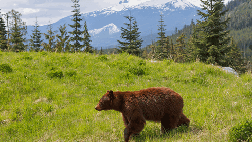 http://hunterrussia.ru/images/stories/bear5.png