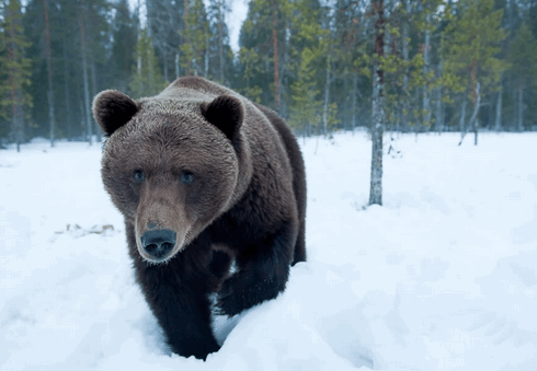 http://hunterrussia.ru/images/stories/bear6.png