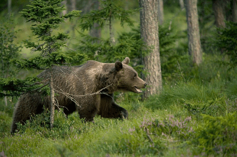 http://hunterrussia.ru/images/stories/bear8.png