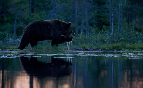 http://hunterrussia.ru/images/stories/bear9.png