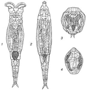 http://allecology.ru/i_008.png