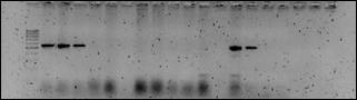 H:\������ 2\2014-04-28_Lr9_Lr26_neg.jpg