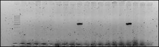 H:\������ 2\2014-04-28_Lr9_Lr26_neg.jpg