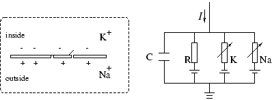 ��������: \ HBox {\ HSPACE {2mm} \ includegraphics [������ = 100��] {Figs-ch-detailed-models/HH-diagram.eps}}