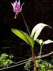 275px-Erythronium_dens-canis_AT2