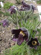 275px-Pulsatilla_pratensis_subsp_nigricans