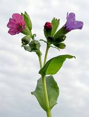 265px-Pulmonaria_obscura_20090512_017