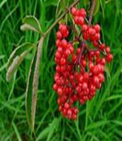 180px-Sambucus_callicarpa_14009