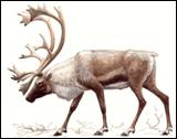 http://duhstranstviy.com/d/editor_images/images/fauna/sev_olen_.jpg