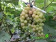 http://garden-zoo.ru/pictures/product/xsmall/26245_xsmall.jpg