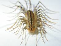 http://www.badgepestcontrol.com/SubmittedToDesignServices/image/home-centipede.jpg