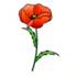 http://idrawing.ru/images/articles/127-poppy/mak.jpg