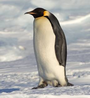 http://fr.academic.ru/pictures/frwiki/69/Emperor_Penguin_Manchot_empereur.jpg