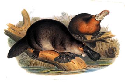 http://upload.wikimedia.org/wikipedia/commons/d/d2/Gould_John_Duckbilled_Platypus_1845-1863.png