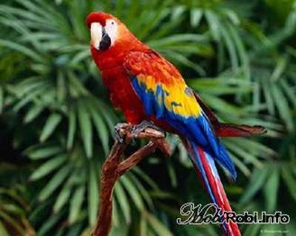 http://mobirobi.info/uploads/posts/2010-08/1281196722_d8yllvwbu2px0a3.jpeg