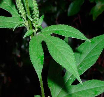 �������� �������������� � Ambrosia trifida