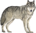 http://www.internet-d.com/wp-content/uploads/sites/38/2009/09/a.gif