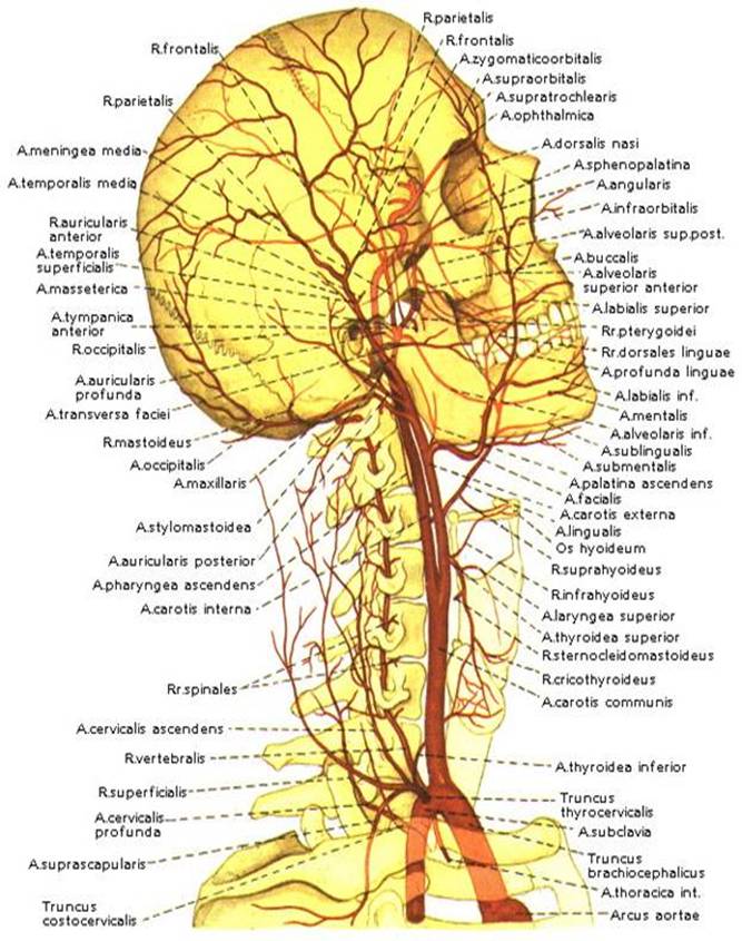http://www.bestreferat.ru/images/paper/80/89/8368980.jpeg