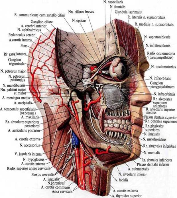 118 Периферическая нервная система