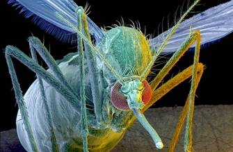 http://thehigherlearning.com/wp-content/uploads/2014/04/gm-mosquitos2.png