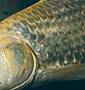 http://www.tetrafish.ru/images/physiology/skin1.jpg