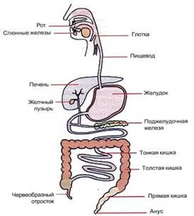 http://gastrohelp.od.ua/uploaded/010%D0%BA%D0%BE%D0%BF%D0%B8%D1%8F.jpg