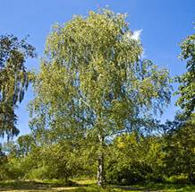 https://upload.wikimedia.org/wikipedia/commons/thumb/4/46/Betula_pendula_001.jpg/265px-Betula_pendula_001.jpg