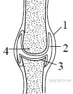 http://bio.reshuege.ru/get_file?id=4991
