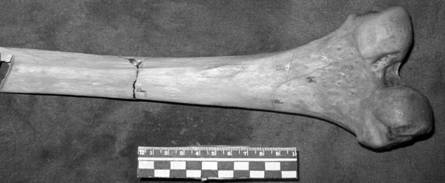 Копия IMG_0008