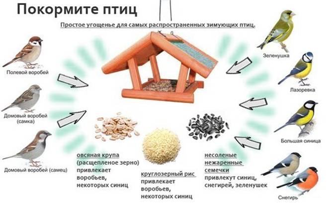 http://mstyora-school.ucoz.ru/ptici/duHxvcDDCQQ.jpg