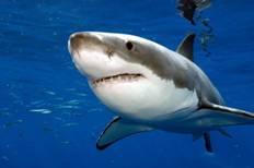 http://animalbox.ru/wp-content/uploads/2011/02/great-white-shark1.jpg