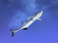 http://polit.ru/media/photolib/2013/07/18/ps_remora_1374145406.jpg