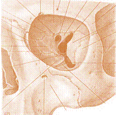 http://anatomy_atlas.academic.ru/pictures/anatomy_atlas/ac1/43.jpg