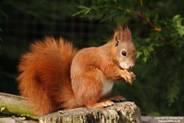 red_squirrel