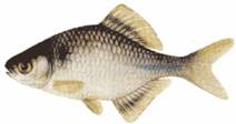 http://fishing.info-kna.ru/gallery/3/gorchak.jpg