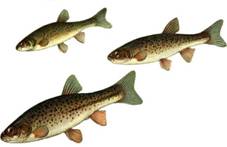 http://fishing.info-kna.ru/gallery/3/goljan.jpg