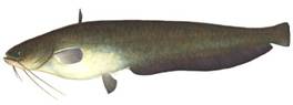 http://fishing.info-kna.ru/gallery/3/som.jpg