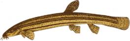 http://fishing.info-kna.ru/gallery/3/vyun.jpg