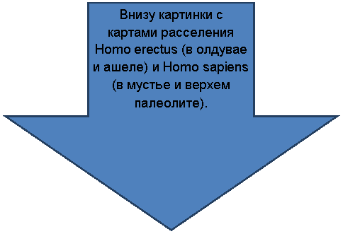 ������� ����: ����� �������� � ������� ���������� Homo erectus (� ������� � �����) � Homo sapiens (� ������ � ������ ���������).