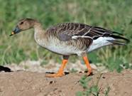 Bean-Goose-43p-KK-300x225