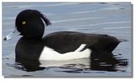 Tufted_duck