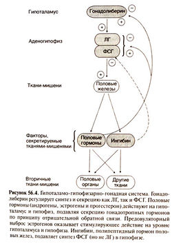 http://sportswiki.ru/images/thumb/5/50/Gm56_4.jpg/250px-Gm56_4.jpg