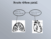 Boucle réflexe