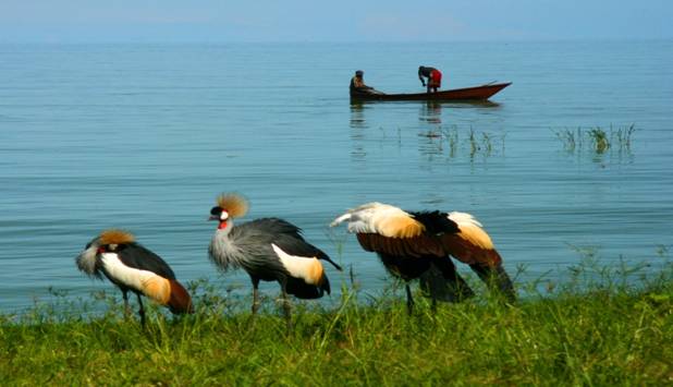http://thetimecrunchedtraveler.com/wp-content/uploads/2012/03/Crowned-Cranes-Lake-Victoria-Uganda-3.jpg
