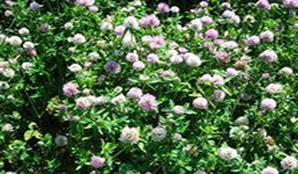 i?id=199866722-39-72&n=21