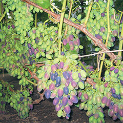 http://itogi.lpgzt.ru/photo/theme/14/48923/foto4.jpg