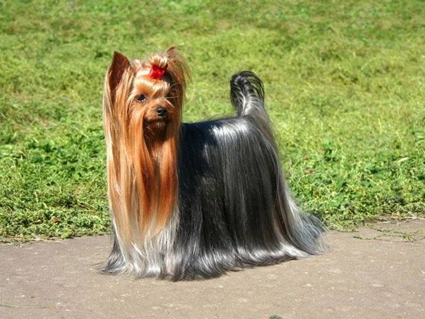 D:\Стрижки\Йорк\Yorkshire-terrier_11.jpg