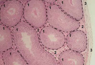 D:\������� ����\����������\����� ����������\images\male\testis-02-l.jpg